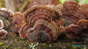 Chondrostereum_purpureum_KYI_20160925_09.jpg