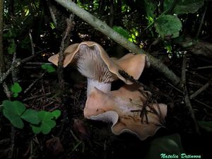 Clitopilus_geminus_NND_20160808-2.JPG