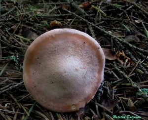 Clitopilus_geminus_NND_20160808-4.JPG