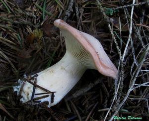 Clitopilus_geminus_NND_20160808-5.JPG