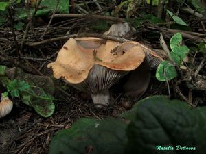 Clitopilus_geminus_NND_20160909-2.JPG