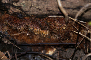 Coprinellus_domesticus_PSA_20170102-03.jpg