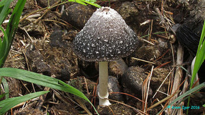 Coprinus_sterquilinus_KYI_20160810_01.jpg