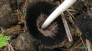 Coprinus_sterquilinus_KYI_20160810_08.jpg