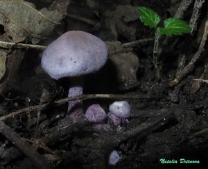 Cystolepiota_bucknallii_NND_201600906.JPG