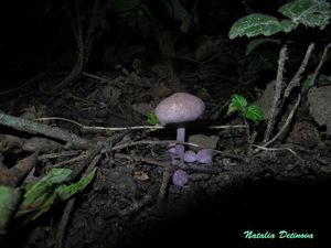 Cystolepiota_bucknallii_NND_201600908-1.JPG