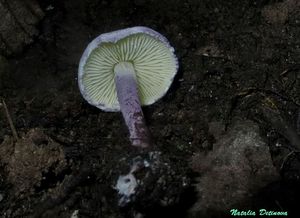 Cystolepiota_bucknallii_NND_20160721-2.JPG