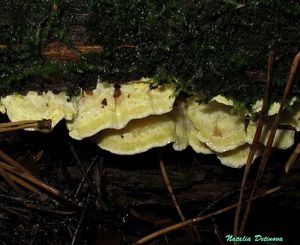 Flaviporus_citrinellus_NND_20161015-6.JPG