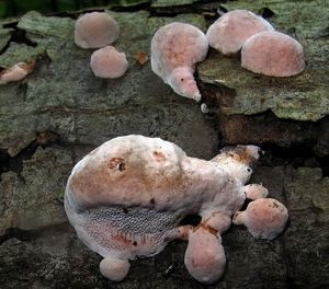 Fomitopsis_rosea_NND_21060811-1.JPG