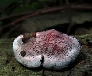 Fomitopsis_rosea_NND_21060811-3.JPG