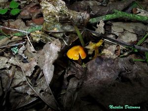 Hygrocybe_glutinipes_NND_20160719-3.jpg