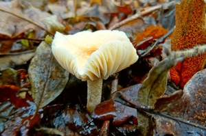 Hygrophorus_lindtner_KSM_20151203.JPG