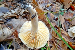 Hygrophorus_lindtner_KSM_20151205_01.JPG