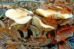 Hygrophorus_lindtner_KSM_20151205_02.JPG