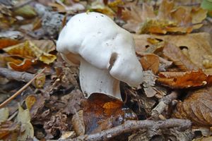 Hygrophorus_penarioides_KSM_20161027.JPG