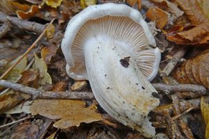 Hygrophorus_penarioides_KSM_20161027_01.JPG