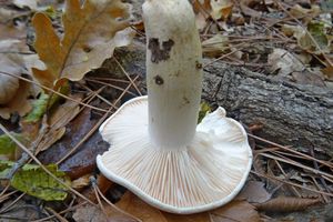 Hygrophorus_penarioides_KSM_20161027_03.JPG