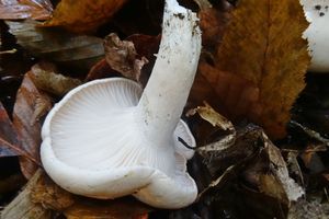 Hygrophorus_poetarum_KSM_20161012_02.JPG