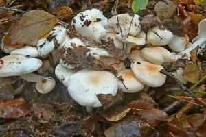 Hygrophorus_poetarum_KSM_20161012_03.JPG