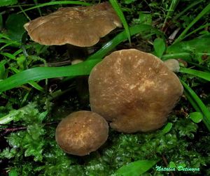 Lactarius_fuliginosus_NND_20160727-2.JPG