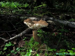 Lactarius_fuliginosus_NND_20160731-2.JPG