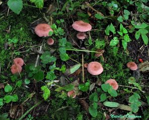 Lactarius_lilacinus_NND_20160909-1.jpg