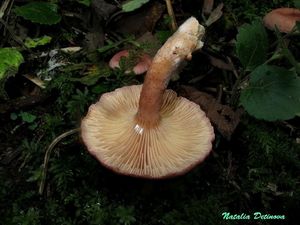 Lactarius_lilacinus_NND_20160909-2.jpg