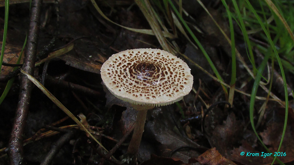 Lepiota_felina_KYI_20160731_02.jpg