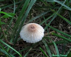 Lepiota_lilacea_NND_20160724-1.jpg