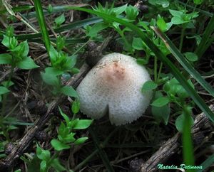 Lepiota_lilacea_NND_20160724-3.jpg