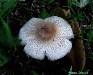 Lepiota_lilacea_NND_20160724-5.jpg