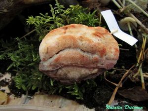 Leptoporus_mollis_NND_20161006-2.jpg