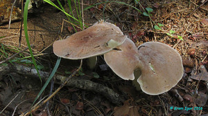 Leucopaxillus_gentianeus_KYI_20160827_02.jpg