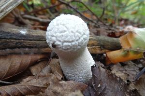 Lycoperdon_mammiforme_KSM_20161007.JPG