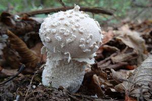 Lycoperdon_mammiforme_KSM_20161007_02.JPG