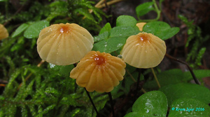 Marasmius_siccus_KYI_20160803_03.jpg