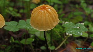 Marasmius_siccus_KYI_20160803_05.jpg