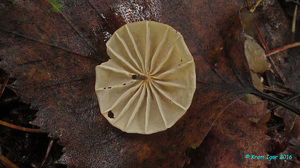 Marasmius_siccus_KYI_20160803_07.jpg