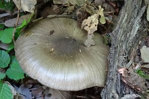 Megacollybia_platyphylla_KSM_20160426_02.JPG