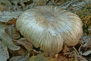 Megacollybia_platyphylla_KSM_20160426_03.JPG