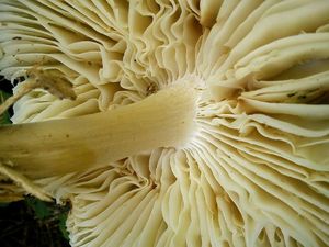 Megacollybia_platyphylla_NND_20130809-2.jpg