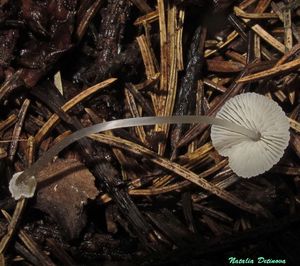 Mycena_stylobates_NND_20140829-1.jpg