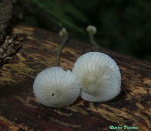 Mycena_stylobates_NND_20160901-4.jpg