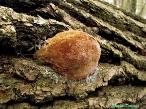 Phellinus_robustus_NND_20160331-2.JPG