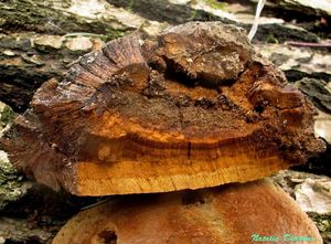 Phellinus_robustus_NND_20160331-3.JPG