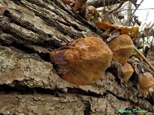 Phellinus_robustus_NND_20161016-2.JPG