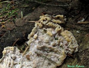 Phlebia_rufa_NND_20160608-5.jpg