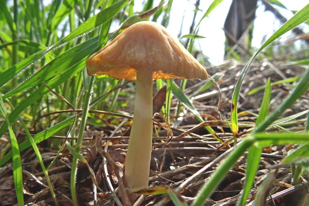 Ядовитые грибы краснодарского. Несъедобные грибы Кубани. Psathyrella Aquatica. Ядовитые грибы Краснодарского края. Несъедобные грибы Краснодарского края.