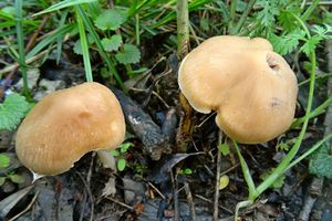 Psathyrella_spadiceogrisea_KSM_20160416.JPG