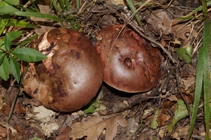 Rubroboletus_lupinus_PSA_20161021-01.jpg